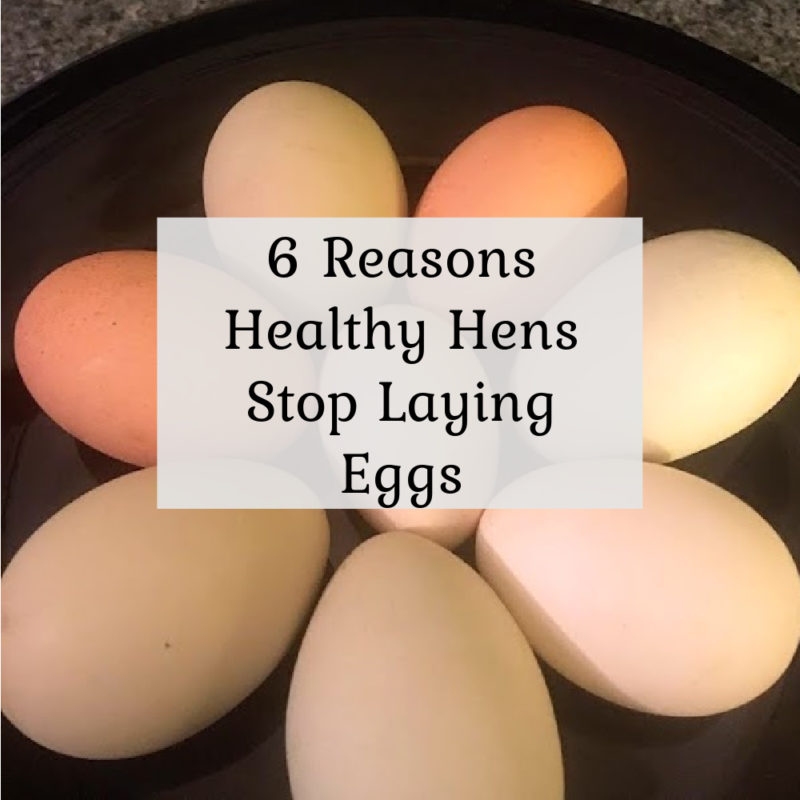 6 Reason Healthy Hens Stop Laying Eggs