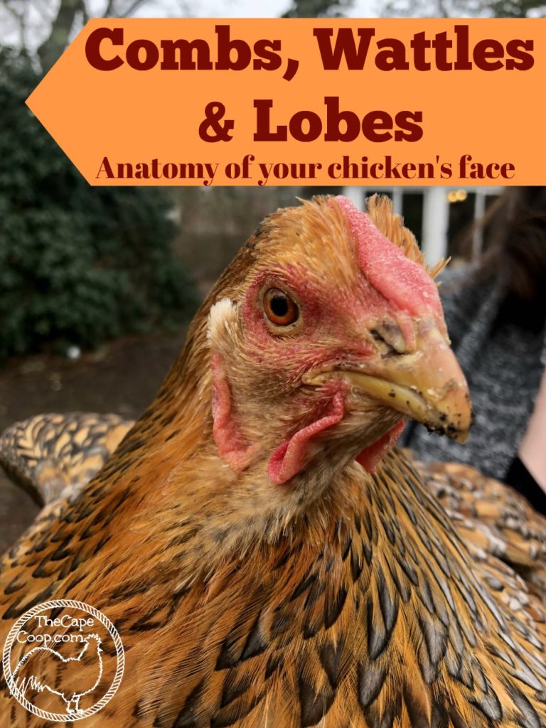 Combs, Wattles, and Lobes - Anatomy of Your Chicken's Face