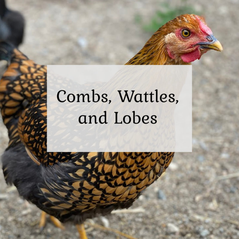 Combs, Wattles & Lobes