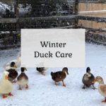 Winter Duck Care