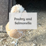 Poultry and Salmonella