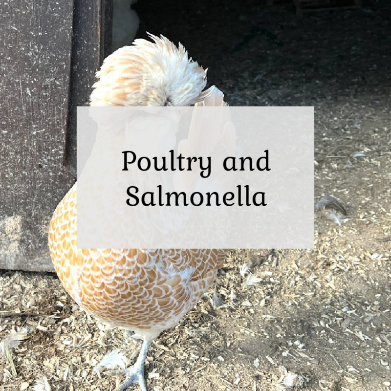 Backyard Poultry & Salmonella