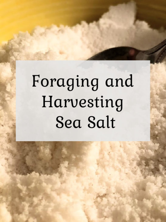 Foraging & Harvesting Sea Salt
