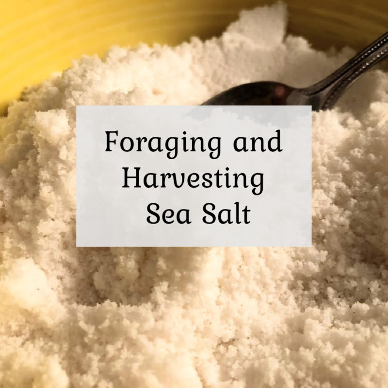 Foraging and harvesting sea salt
