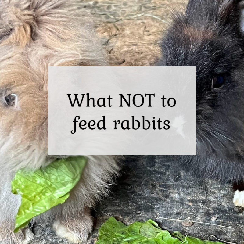 What Not to Feed Rabbits