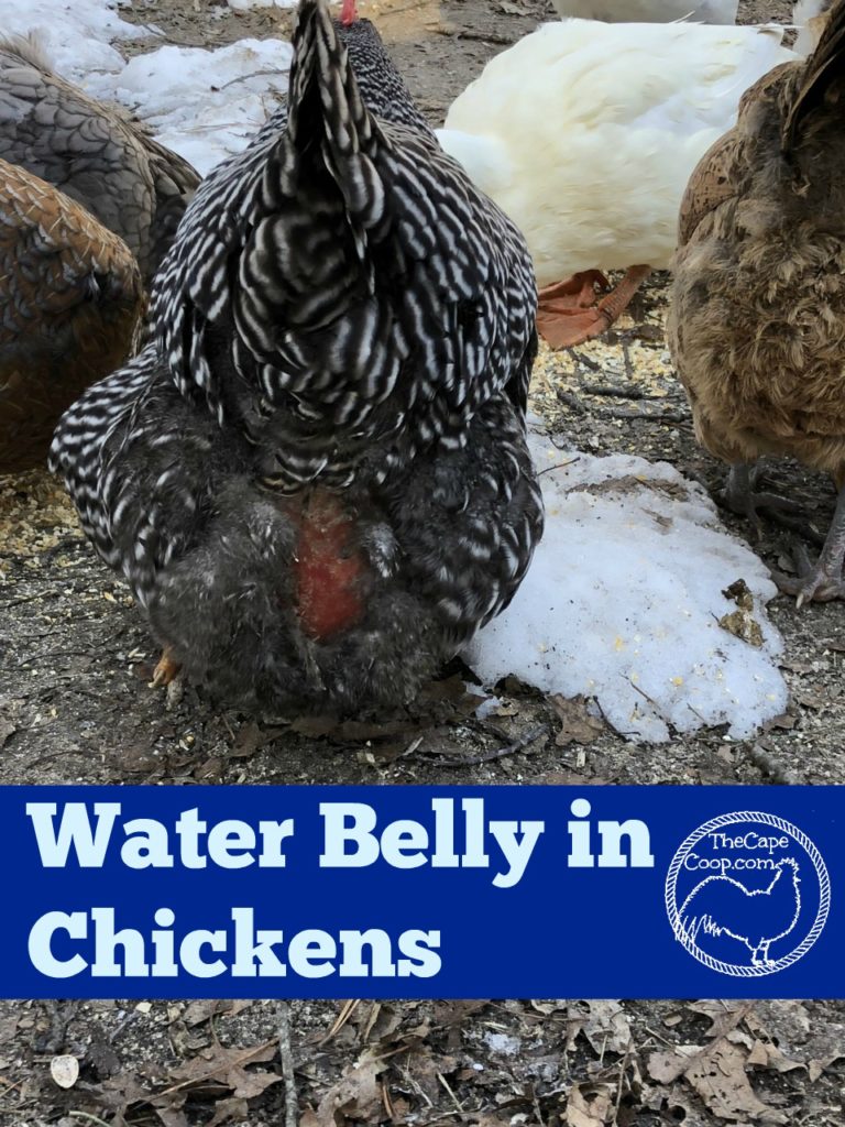 Water Belly in Chickens
