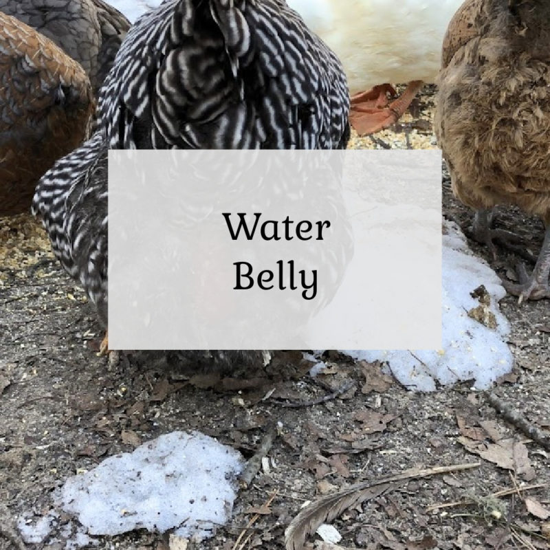Water Belly (Ascites) in Chickens