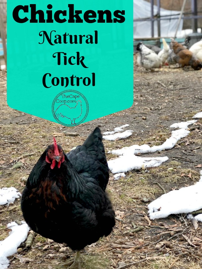 Chickens: Natural Tick Control