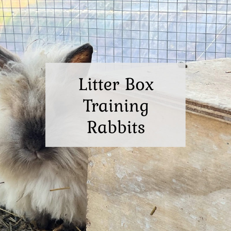 Litter box training rabbits