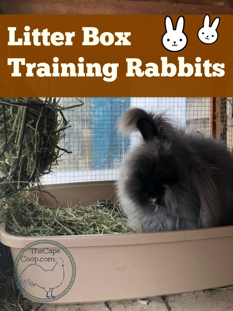 Litter box training your rabbit