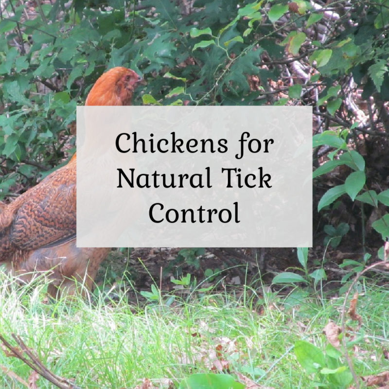 Chickens – Natural Tick Control