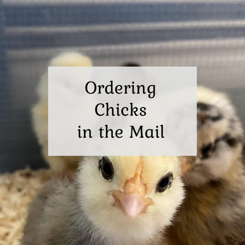 Ordering Chicks & Ducklings Online
