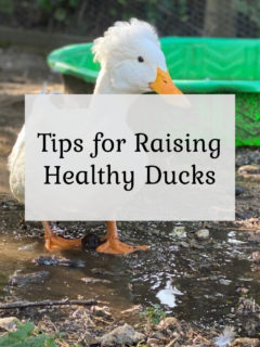 Tips for Raising Healthy Ducks