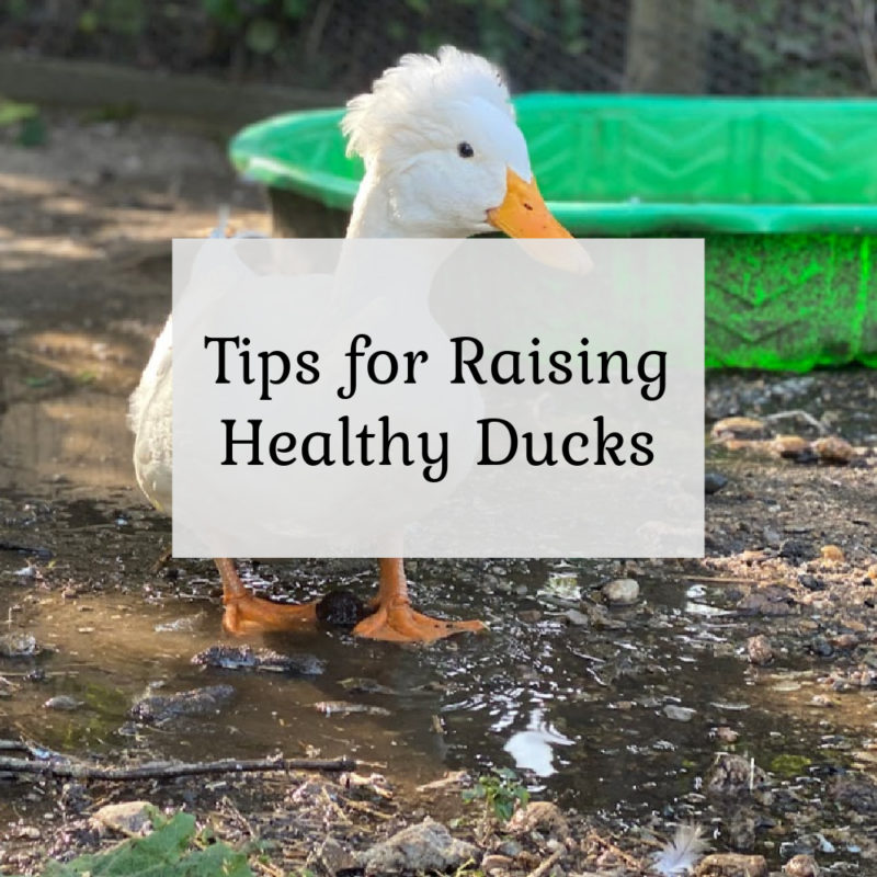 Tips for Raising Healthy Ducks