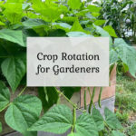 Crop Rotation for Gardeners