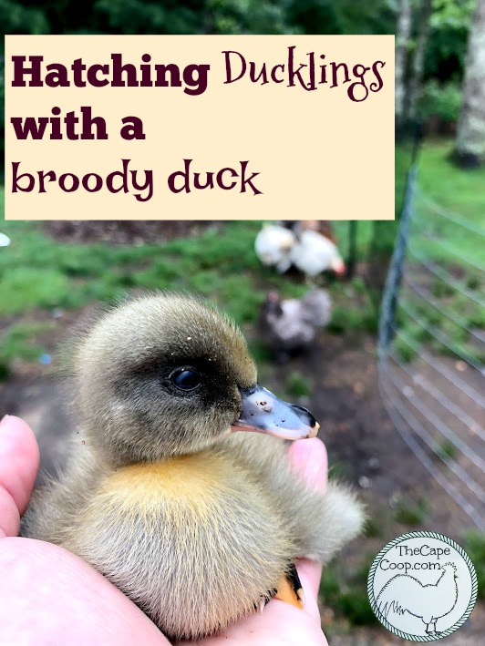 Hatching Ducklings with a Broody Duck