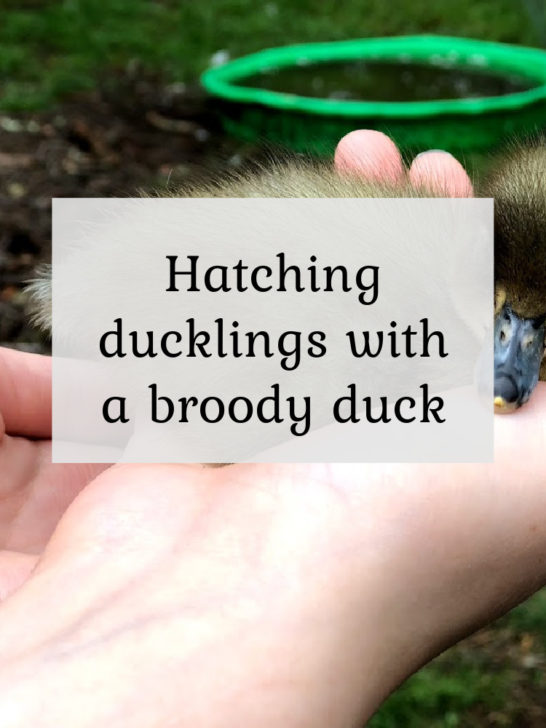 Hatching Ducklings with a Broody Duck