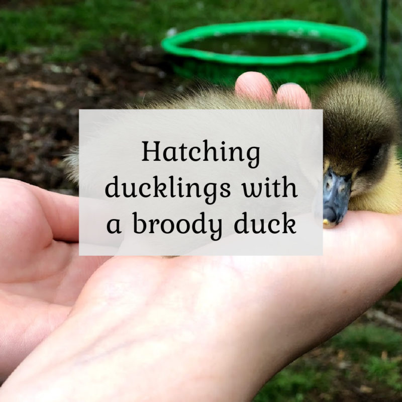 Hatching ducklings with a broody duck