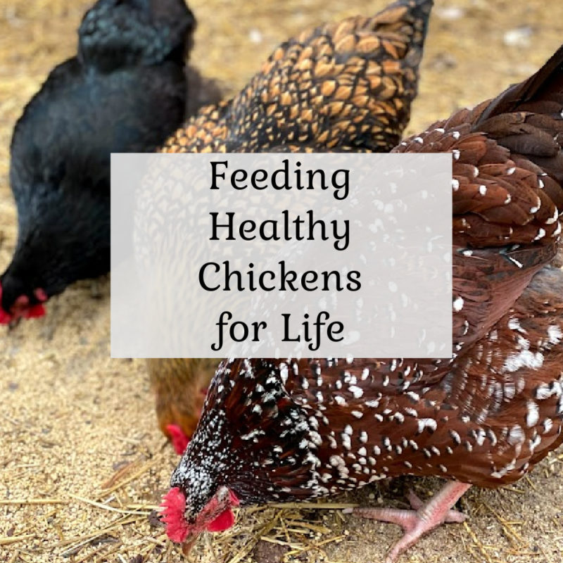Feeding Healthy Chickens for Life