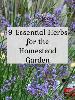 9 Essential Herbs for the Homestead Garden