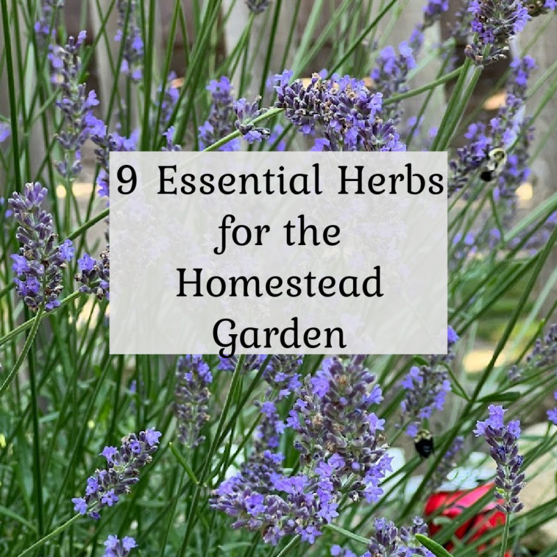 9 Essential Herbs for the Homestead Garden