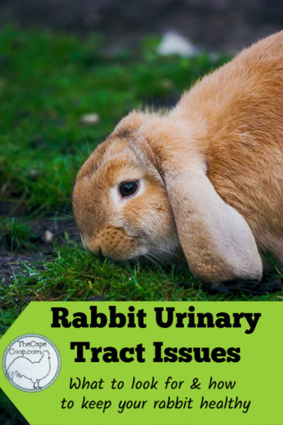 Rabbit Urinary Tract Issues