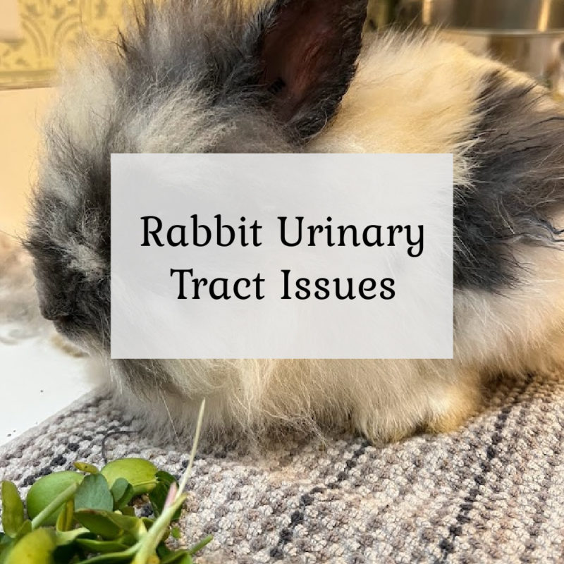 Rabbit urinary tract issues