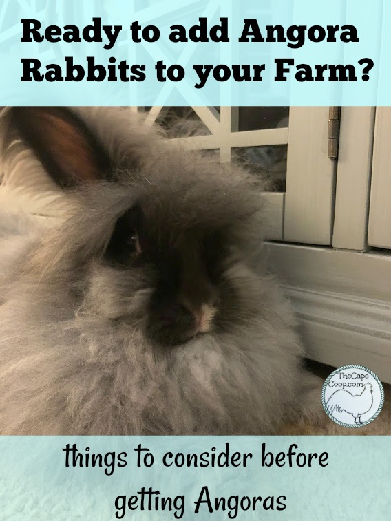 Ready to add Angora rabbits to your farm or family?  Things to consider before getting Angoras