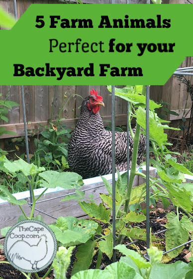 5 Farm Animals Perfect for your Backyard Farm