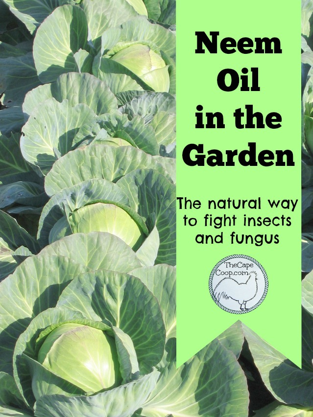 Neem oil in the garden, the natural way to fight insects & fungus