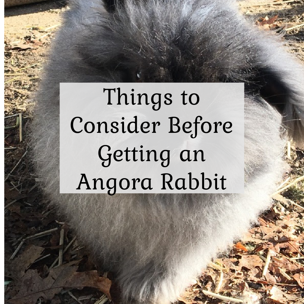 Things to consider before getting an angora rabbit