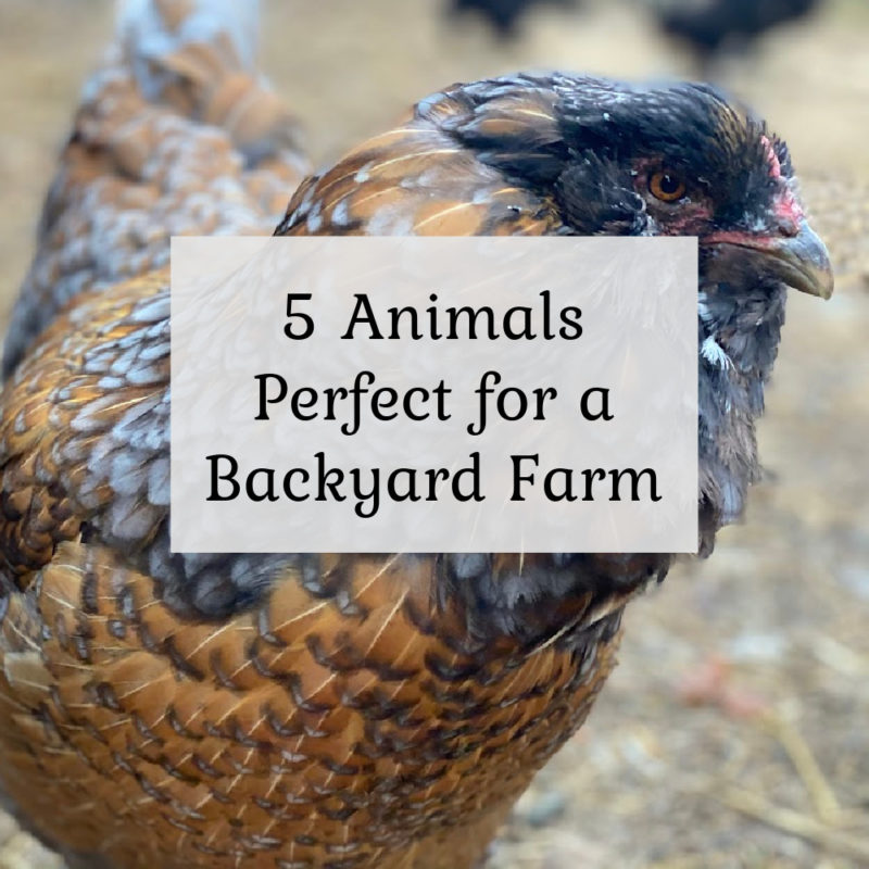 5 Animals Perfect for a Backyard Farm