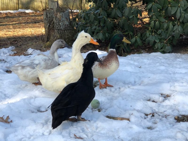 6 ways to keep your chicken & duck water from freezing this winter