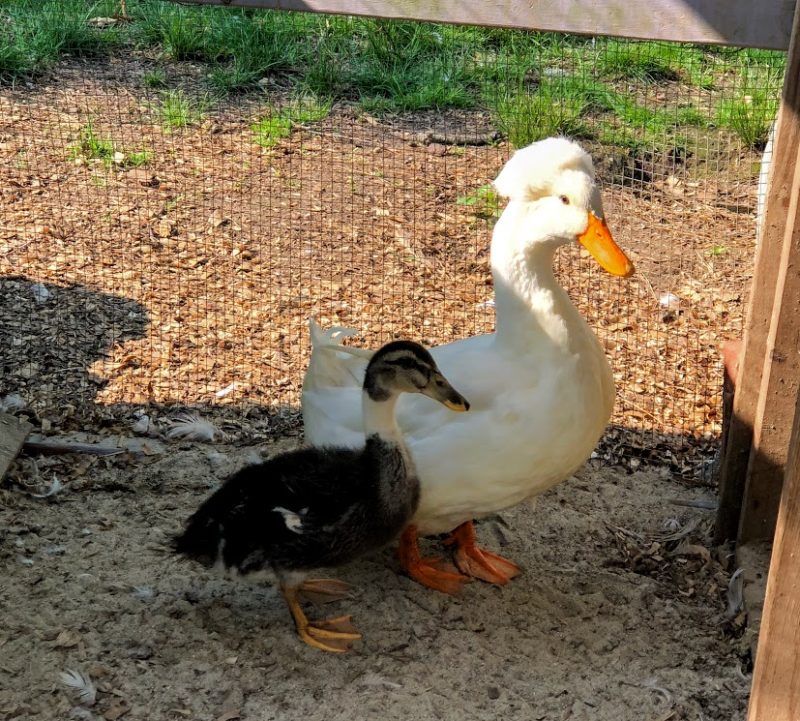 Angelica the Bi Gender Duck - can a bird switch from female to male?