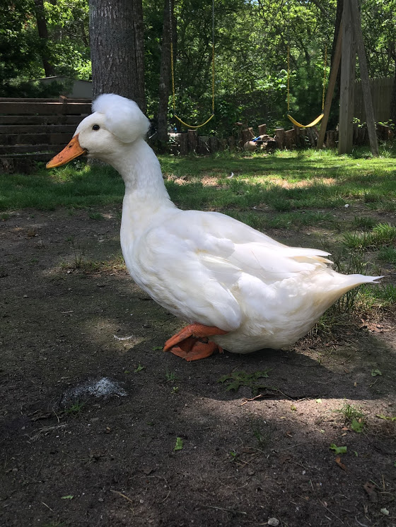 Angelica the Bi Gender Duck - can a bird switch from female to male?
