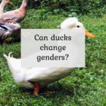 Can Ducks Change Genders?