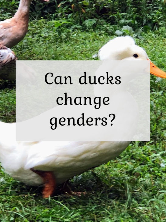 Can Ducks Change Genders?