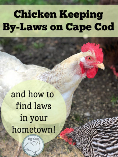Researching Chicken Laws in your hometown