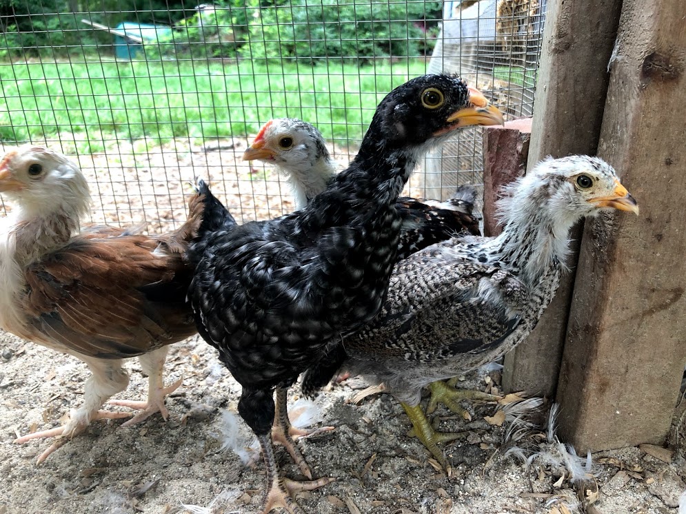 Chicken Keeping By-Laws on Cape Cod & how to find laws in your hometown
