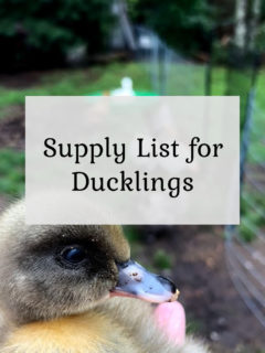 Supply List for Ducklings