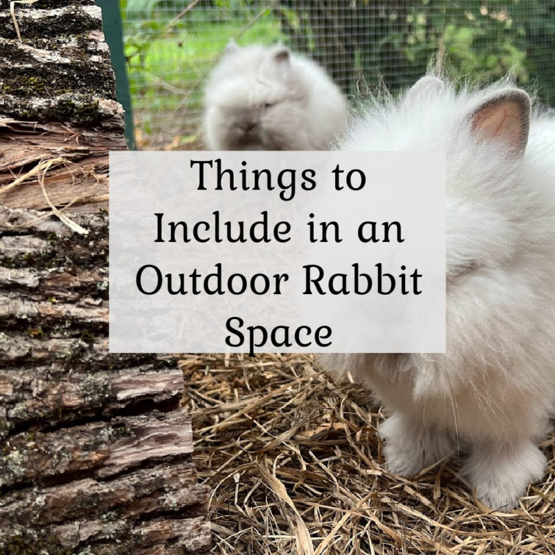 things to include in an outdoor rabbit space