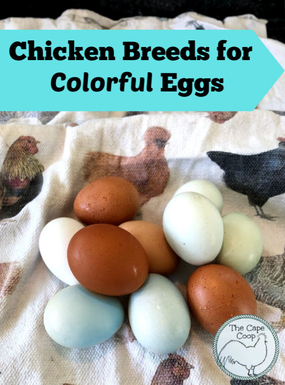 Chicken Breeds for Colorful Eggs