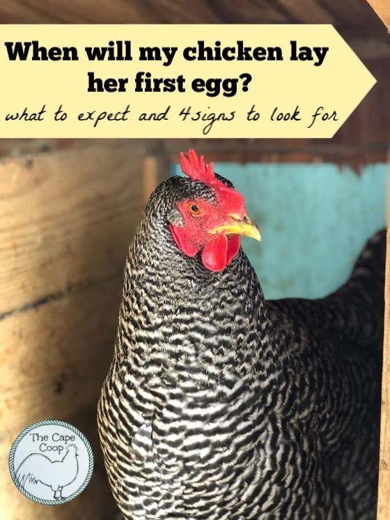 When will my hen lay her first egg?