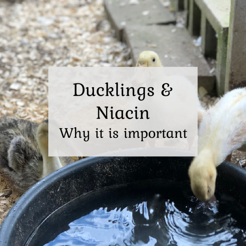 Ducklings & Niacin