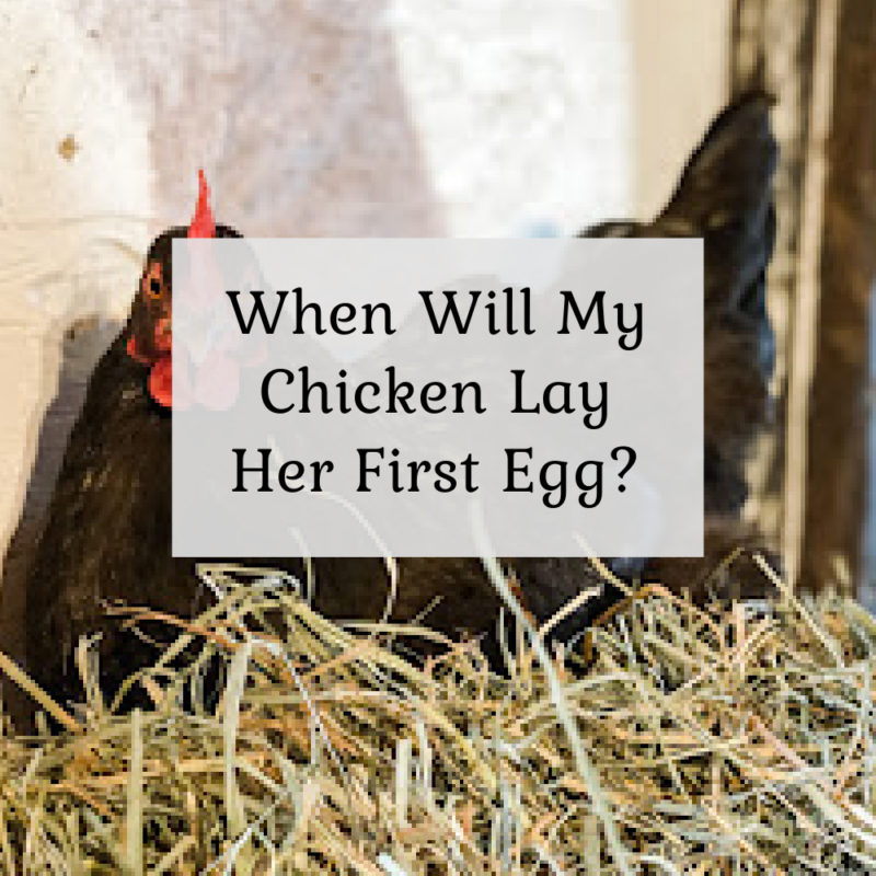 When Will My Chicken Lay Her First Egg?