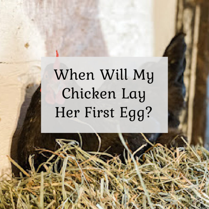 When will my chicken lay her first egg?