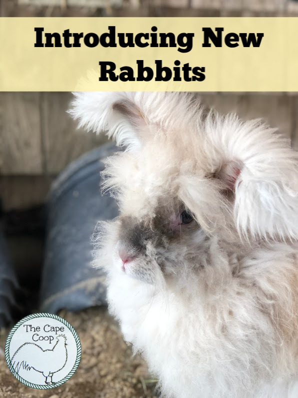 Introducing new rabbits