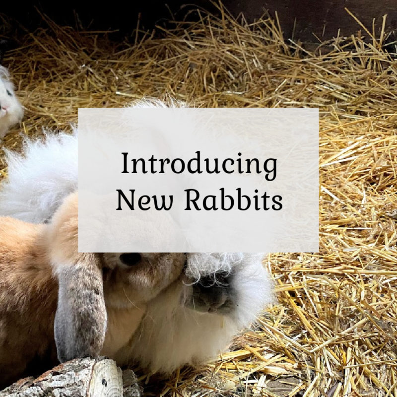 Introducing new rabbits