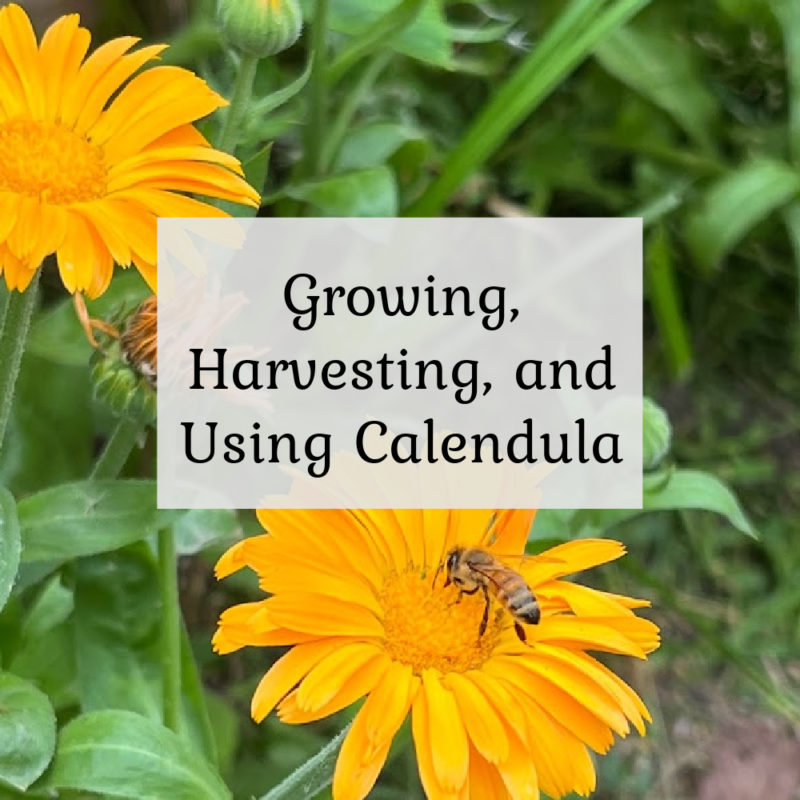 Growing, Harvesting, and Using Calendula