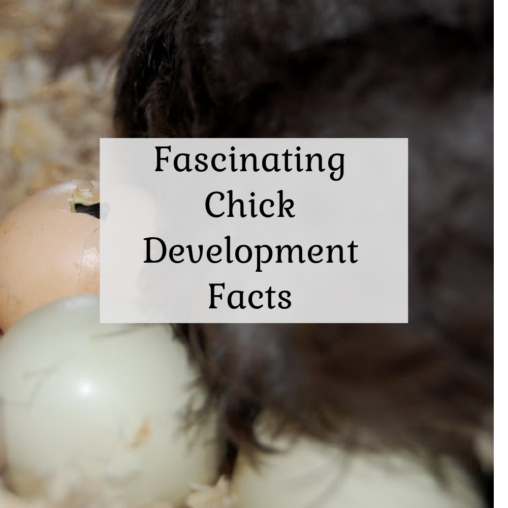 How do chicks breathe inside an egg?